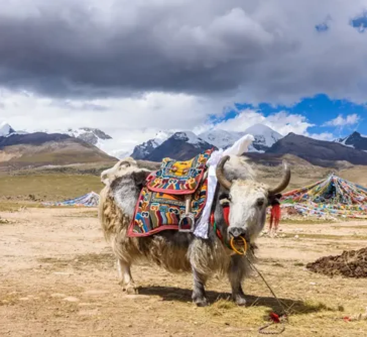 iStock-1142947996_baja