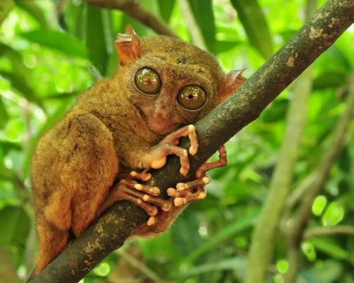 iStock-119407818_BAJA