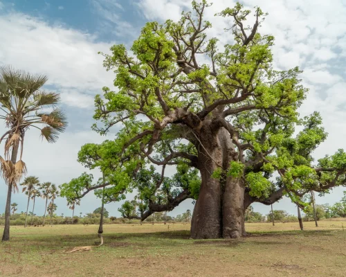 iStock-1256992911_BAJA
