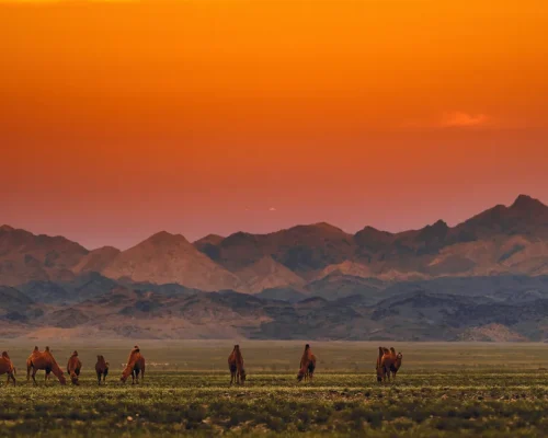 iStock-1284239057_baja