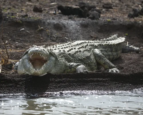 iStock-1310570751_BAJA