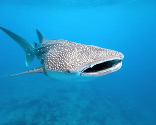 iStock-153689301_baja