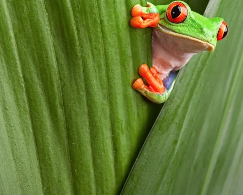 iStock-154226225_baja