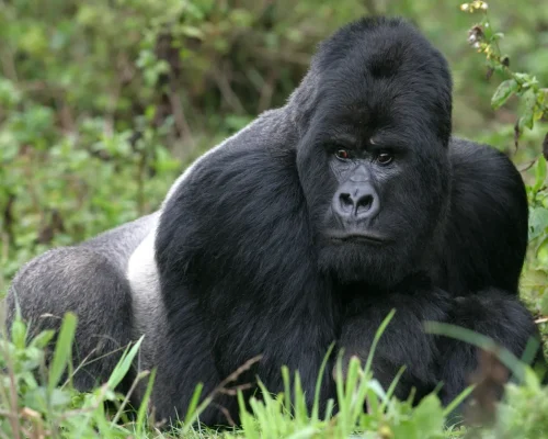 iStock-166141053_baja