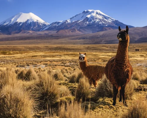 iStock-1676366735_BAJA