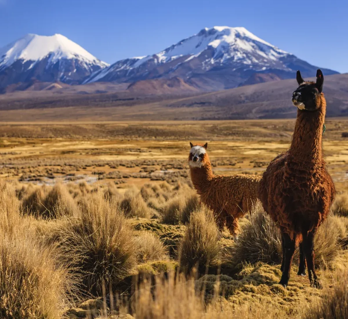 iStock-1676366735_resultado_BAJA