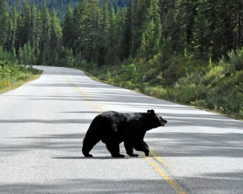 iStock-183342621_baja