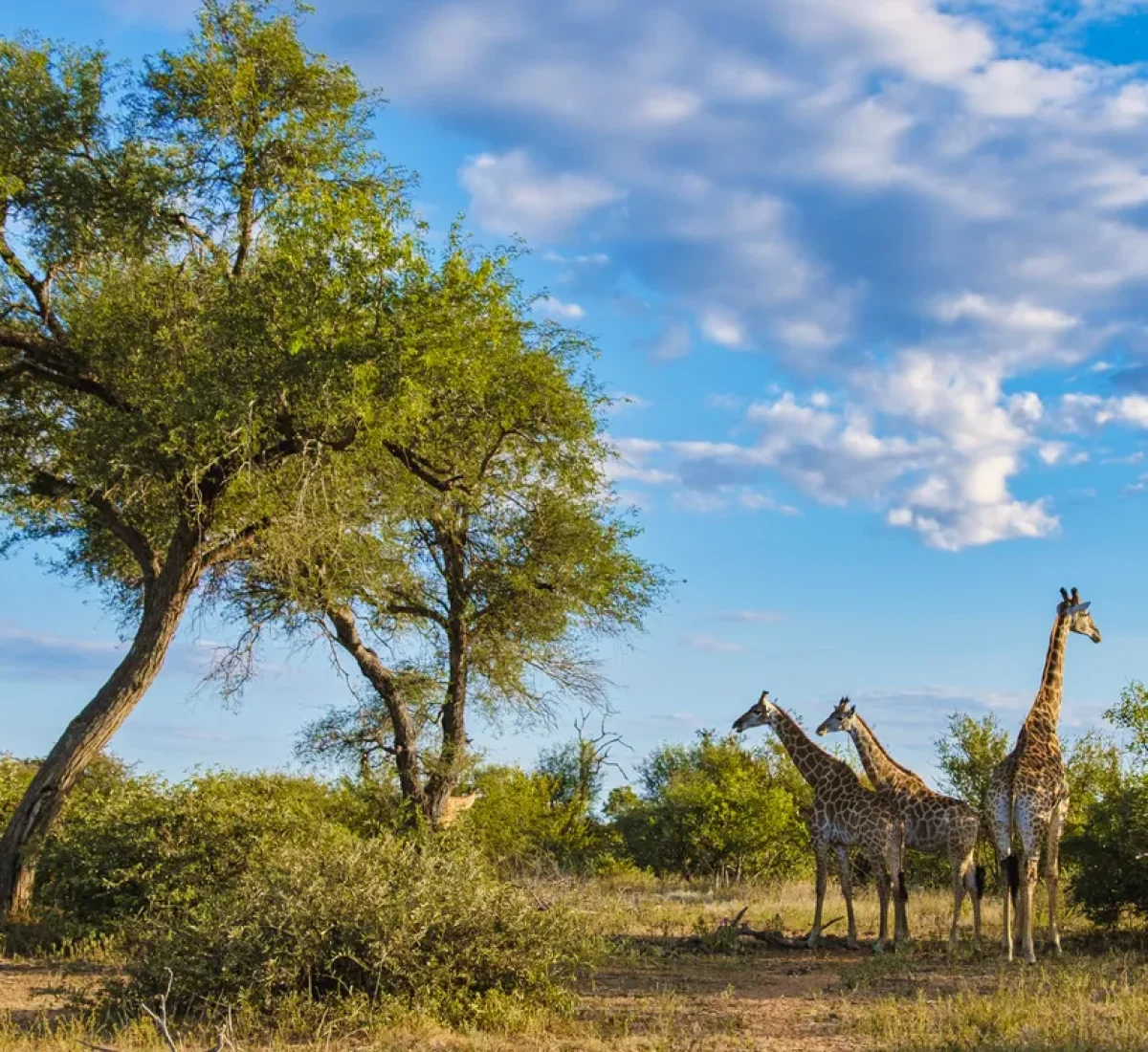 iStock-2074637324_BAJA