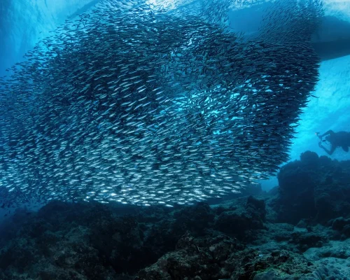 iStock-2160011673_BAJA