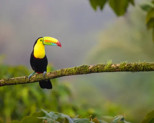 iStock-2199136092_baja