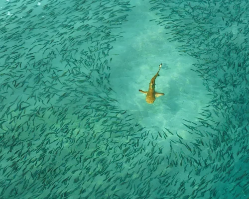 iStock-2227687379_baja