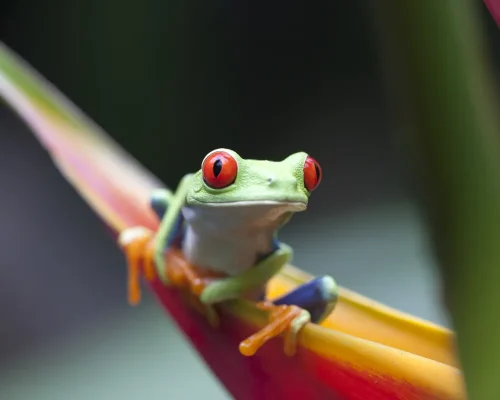 iStock-491130962_BAJA