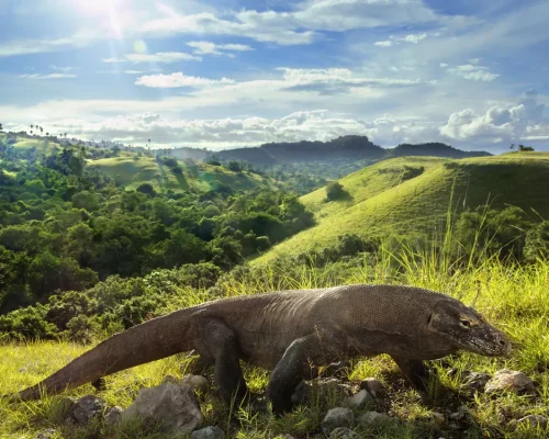 iStock-514989466_baja