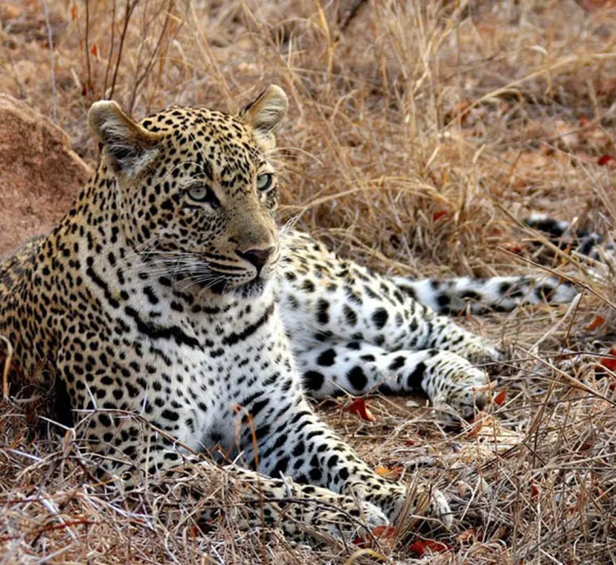 leopard-1364420_1280_BAJA