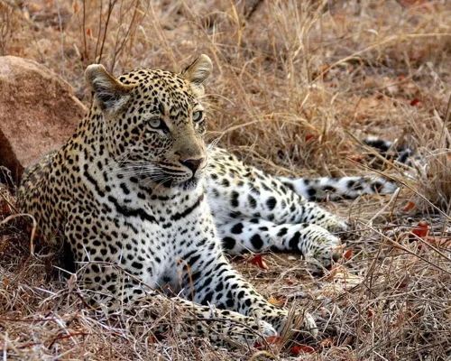 leopard-1364420_1280_baja