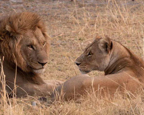 lion-8225638_1920_baja