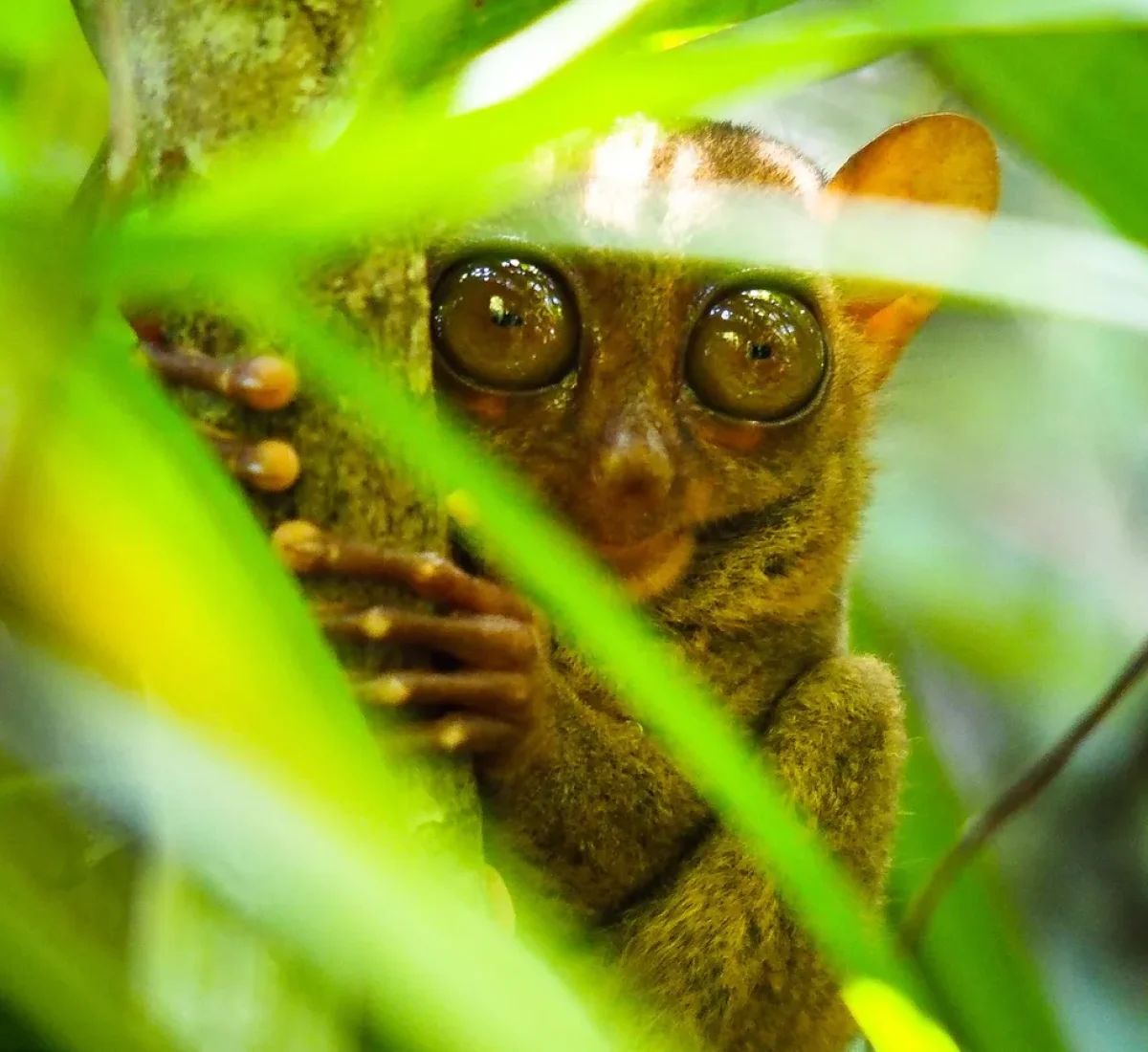 philippines-2163352_1280_BAJA