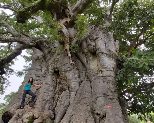 senegal omar (2)_baja