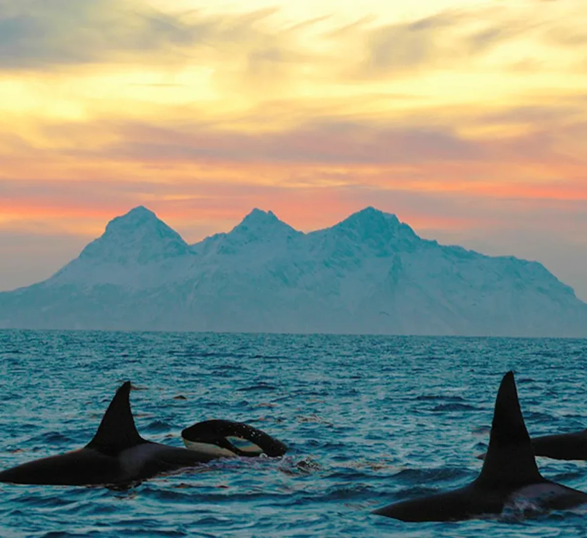 verano orca_BAJA