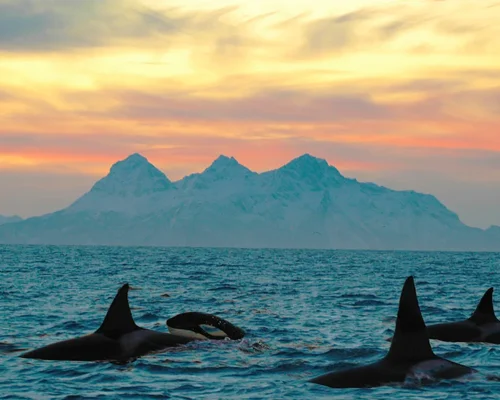 verano orca_BAJA
